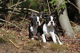 BOSTON TERRIER 073